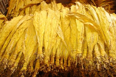 <b>不同类型的烟叶颜色是区别很大</b>